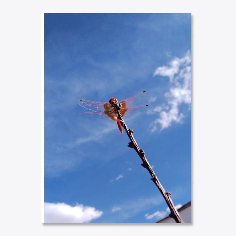 Red Dragon Fly